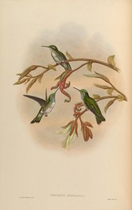 Coeligena hemileuca = Lampornis hemileucus